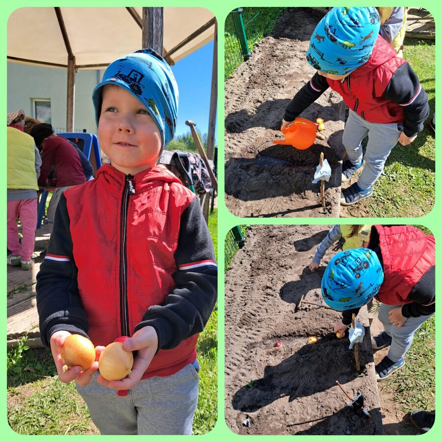 Bērnudārza audzēkņi stāda sīpolus un kartupeļus