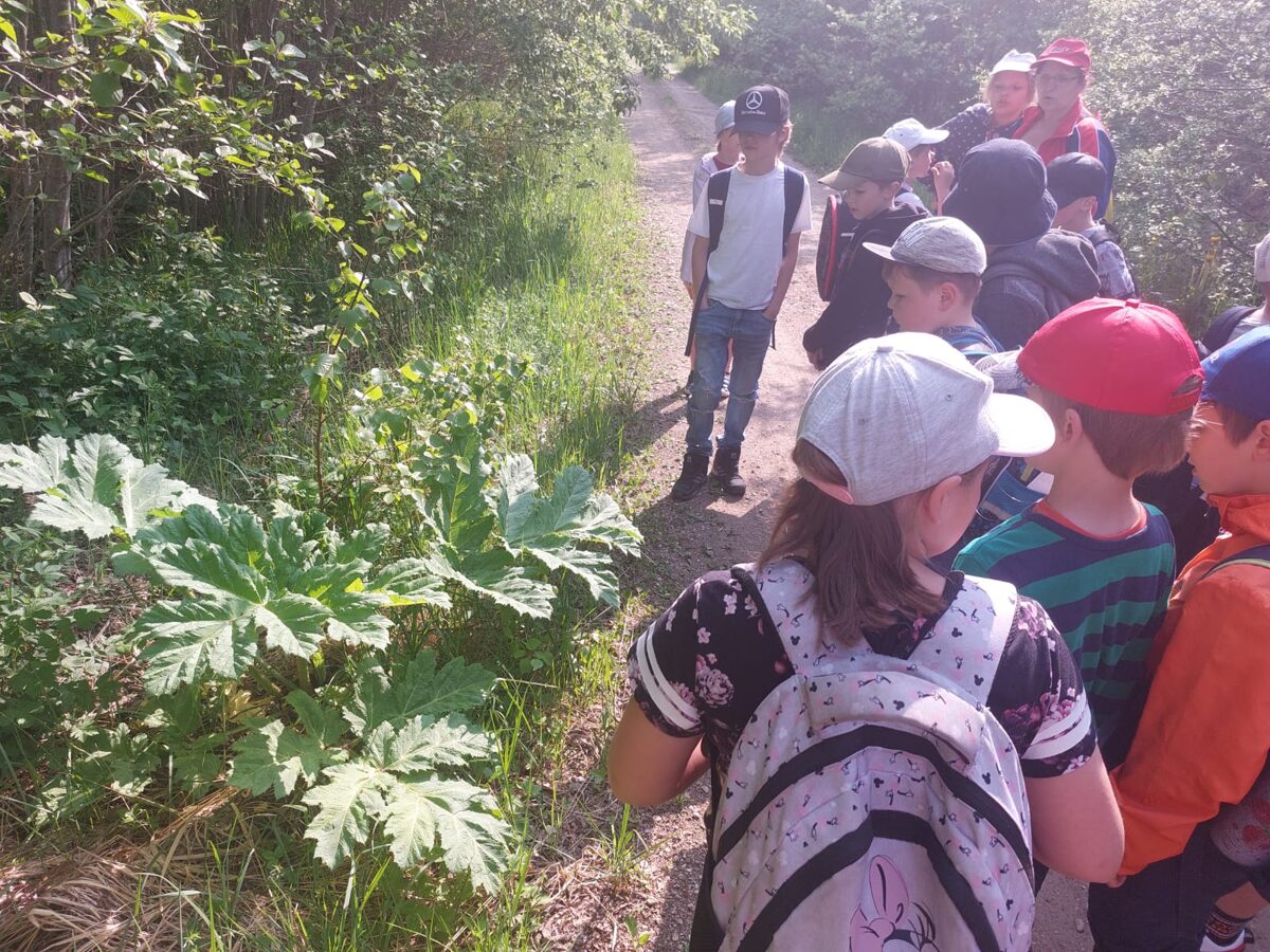 skolēni pēta ceļmalā augošu latvāni